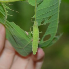 Pingasa chlora