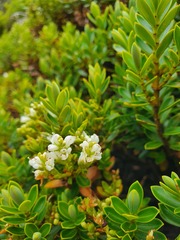 Veronica cockayneana