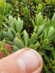 Veronica cockayneana