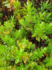 Veronica cockayneana