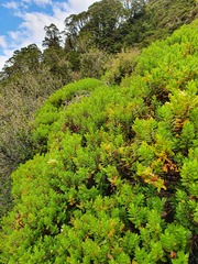 Veronica cockayneana