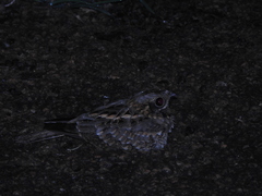 Caprimulgus asiaticus