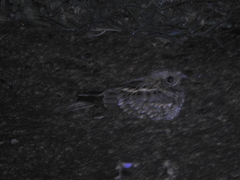 Caprimulgus asiaticus