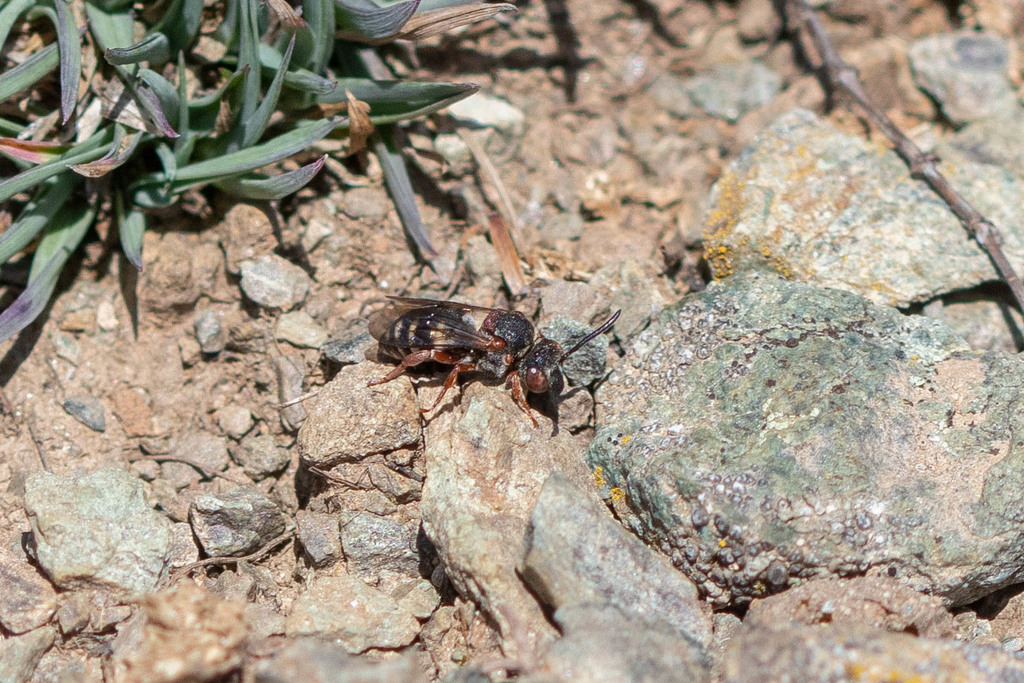 Epeolus alpinus