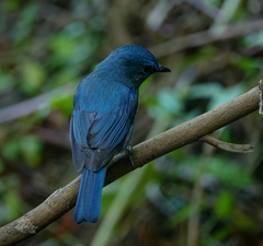 Cyornis unicolor