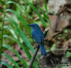 Cyornis unicolor