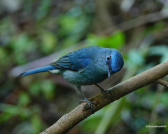 Cyornis unicolor