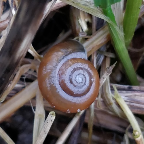 Reddish Aegopinella, Wageningen, Nederland, photo 9 of 10