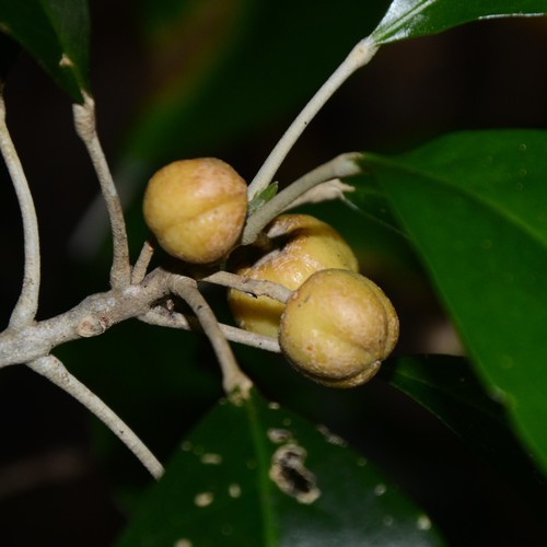 Sarcomelicope simplicifolia (Endl.) T.G.Hartley