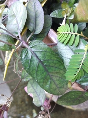 Strobilanthes reptans