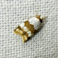 Heteroteucha dimochla