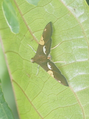 Heterocnephes