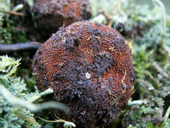 Elaphomyces muricatus