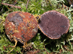 Elaphomyces muricatus