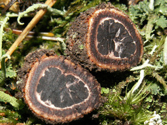 Elaphomyces muricatus