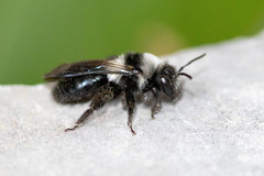 Andrena barbareae