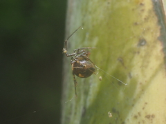 Parasteatoda merapiensis