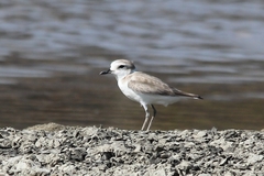 Charadrius dealbatus