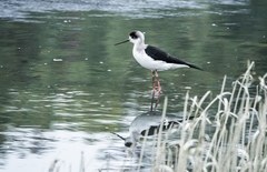 Himantopus himantopus