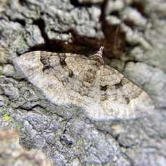 Epyaxa centroneura