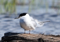 Sterna hirundo longipennis