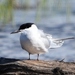 Siberian Common Tern - Photo (c) Нина Штейнбреннер, some rights reserved (CC BY-NC), uploaded by Нина Штейнбреннер