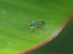 Cosmophasis valerieae