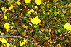 Hibbertia procumbens