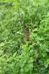 Nephila constricta