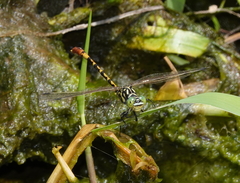 Austroepigomphus turneri
