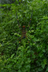 Nephila constricta