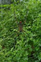 Nephila constricta