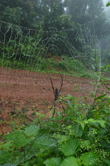 Nephila constricta