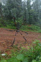 Nephila constricta