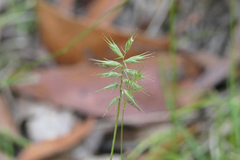 Australopyrum pectinatum