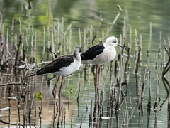 Himantopus himantopus
