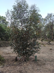 Eucalyptus stoatei