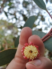 Eucalyptus stoatei