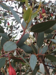 Eucalyptus stoatei