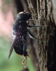 Malometasternum rufocaudatum