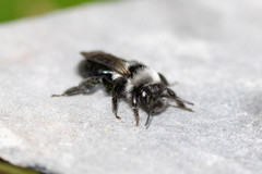 Andrena barbareae