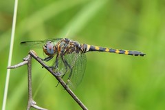 Zygonoides fuelleborni