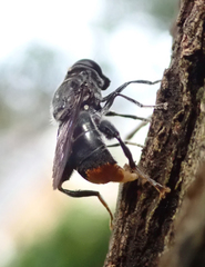 Malometasternum rufocaudatum