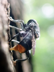 Malometasternum rufocaudatum