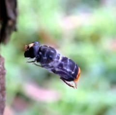 Malometasternum rufocaudatum