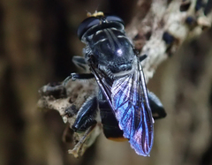 Malometasternum rufocaudatum