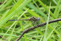 Orthetrum guineense