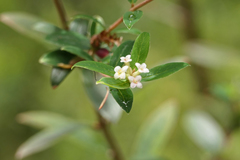 Pimelea drupacea