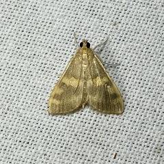 Rehimena surusalis
