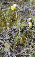 Viola hymettia
